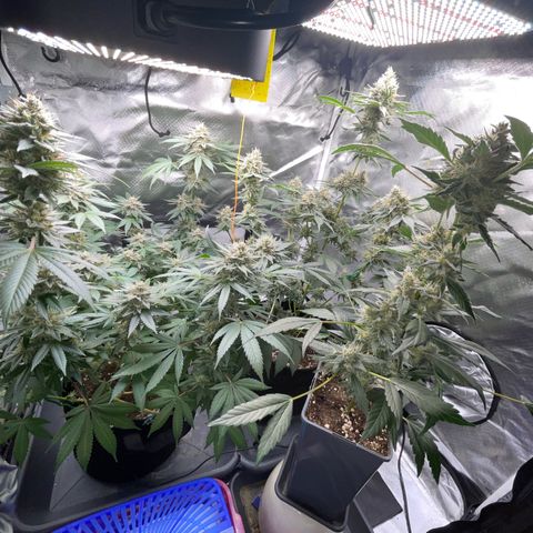 Critical Kush Photo Mainlining 1th Try growlog timeline photo