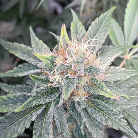 Critical Kush Photo Mainlining 1th Try growlog timeline photo