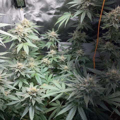 Critical Kush Photo Mainlining 1th Try growlog timeline photo