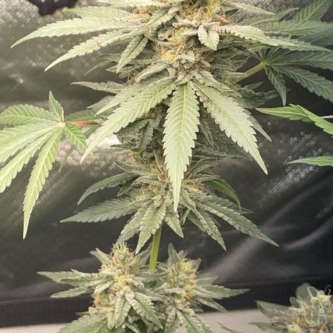 Critical Kush Photo Mainlining 1th Try growlog timeline photo