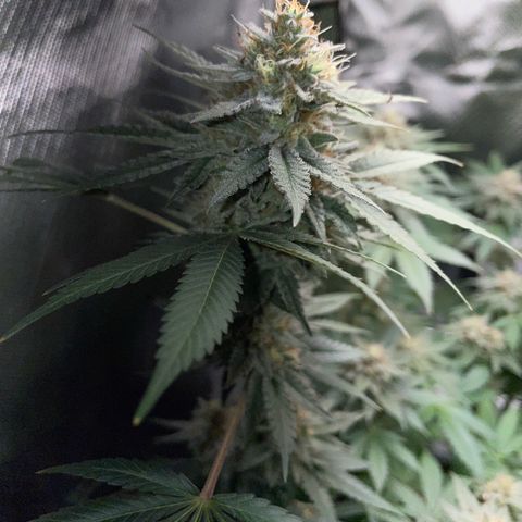 Critical Kush Photo Mainlining 1th Try growlog timeline photo