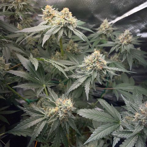 Critical Kush Photo Mainlining 1th Try growlog timeline photo