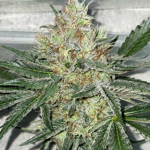 Critical Kush Photo Mainlining 1th Try growlog timeline photo