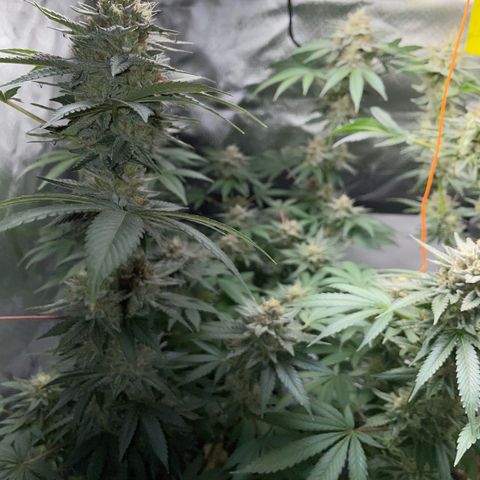 Critical Kush Photo Mainlining 1th Try growlog timeline photo