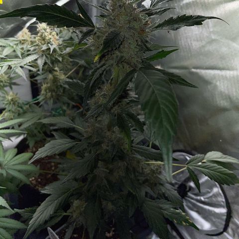 Critical Kush Photo Mainlining 1th Try growlog timeline photo