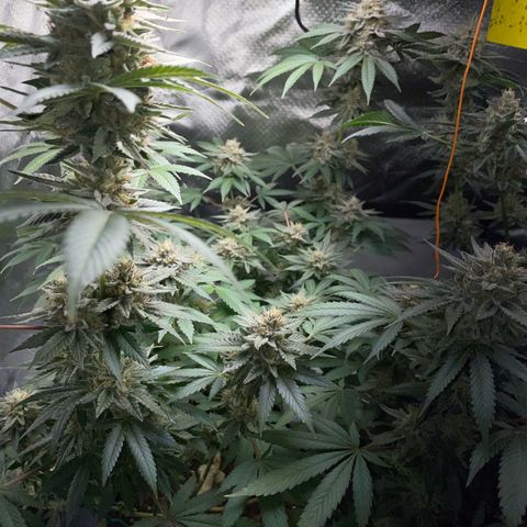 Critical Kush Photo Mainlining 1th Try growlog timeline photo
