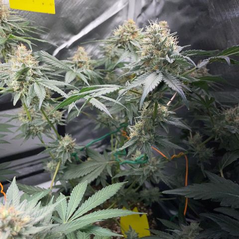 Critical Kush Photo Mainlining 1th Try growlog timeline photo