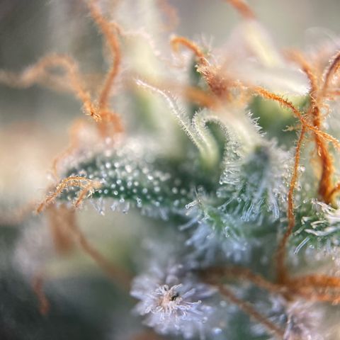 Critical Kush Photo Mainlining 1th Try growlog timeline photo