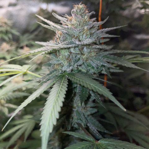 Critical Kush Photo Mainlining 1th Try growlog timeline photo