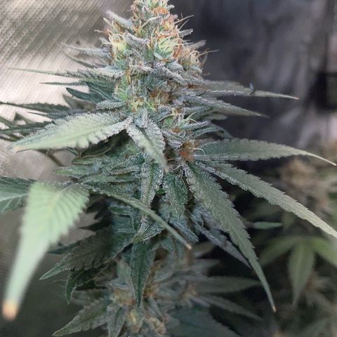 Critical Kush Photo Mainlining 1th Try growlog timeline photo