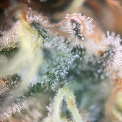 Critical Kush Photo Mainlining 1th Try growlog timeline photo
