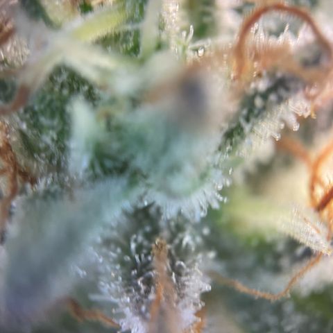 Critical Kush Photo Mainlining 1th Try growlog timeline photo