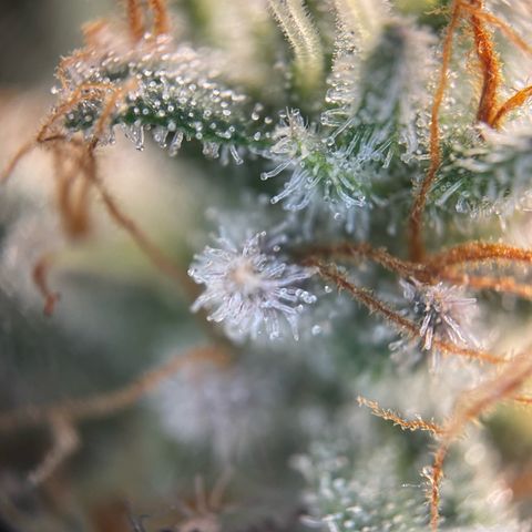 Critical Kush Photo Mainlining 1th Try growlog timeline photo
