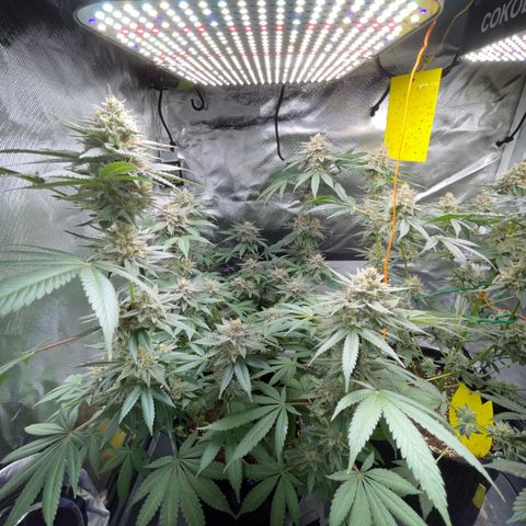 Critical Kush Photo Mainlining 1th Try growlog timeline photo