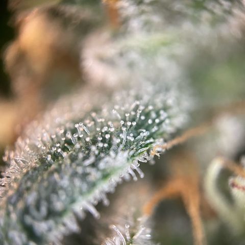 Critical Kush Photo Mainlining 1th Try growlog timeline photo