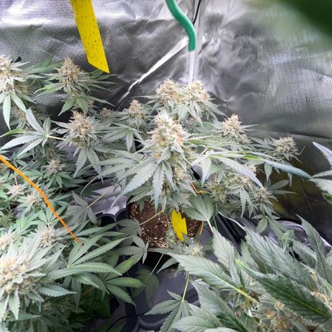 Critical Kush Photo Mainlining 1th Try growlog timeline photo