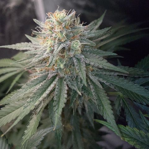 Critical Kush Photo Mainlining 1th Try growlog timeline photo