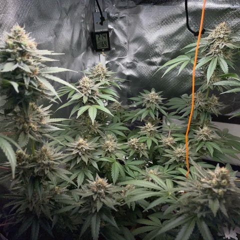Critical Kush Photo Mainlining 1th Try growlog timeline photo