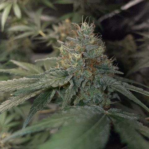 Critical Kush Photo Mainlining 1th Try growlog timeline photo