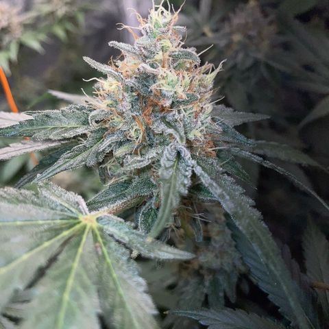 Critical Kush Photo Mainlining 1th Try growlog timeline photo