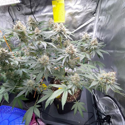 Critical Kush Photo Mainlining 1th Try growlog timeline photo