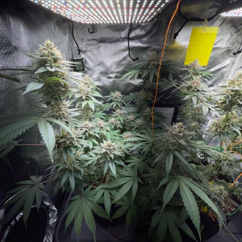 Critical Kush Photo Mainlining 1th Try growlog timeline photo