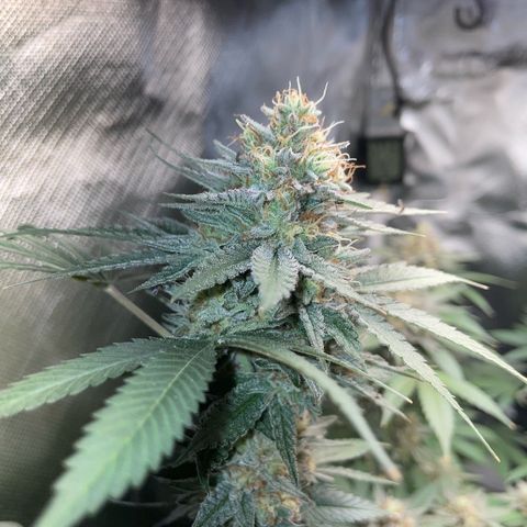 Critical Kush Photo Mainlining 1th Try growlog timeline photo