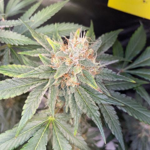 Critical Kush Photo Mainlining 1th Try growlog timeline photo