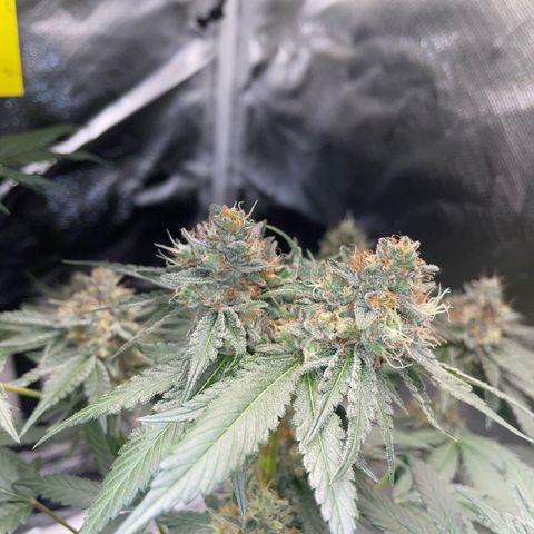Critical Kush Photo Mainlining 1th Try growlog timeline photo