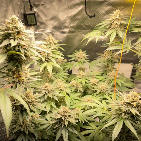 Critical Kush Photo Mainlining 1th Try growlog timeline photo