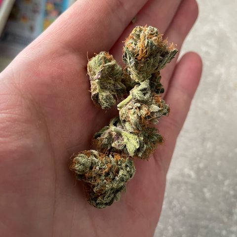 Critical Kush Photo Mainlining 1th Try growlog timeline photo
