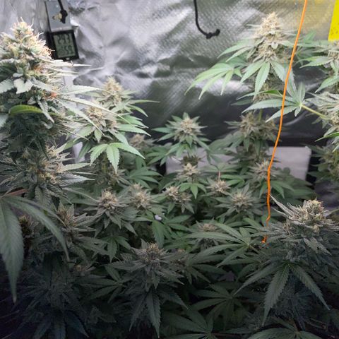 Critical Kush Photo Mainlining 1th Try growlog timeline photo