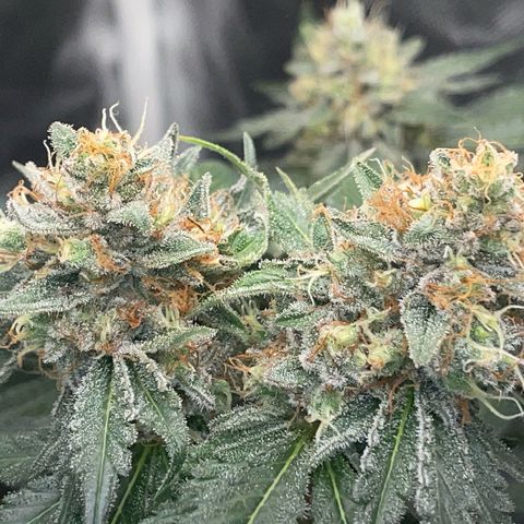 Critical Kush Photo Mainlining 1th Try growlog timeline photo