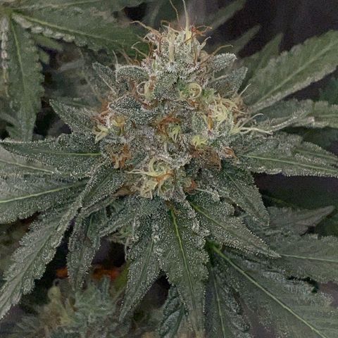 Critical Kush Photo Mainlining 1th Try growlog timeline photo
