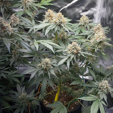 Critical Kush Photo Mainlining 1th Try growlog timeline photo