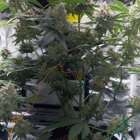 Critical Kush Photo Mainlining 1th Try growlog timeline photo
