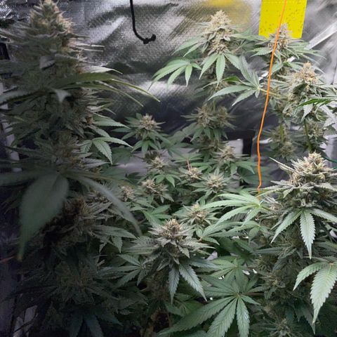 Critical Kush Photo Mainlining 1th Try growlog timeline photo