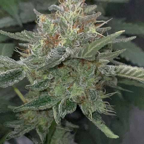 Critical Kush Photo Mainlining 1th Try growlog timeline photo