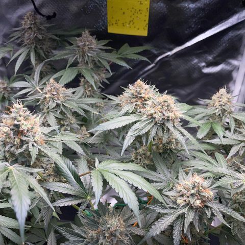 Critical Kush Photo Mainlining 1th Try growlog timeline photo