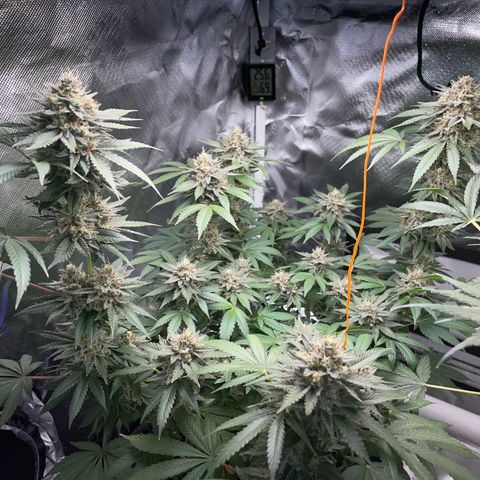 Critical Kush Photo Mainlining 1th Try growlog timeline photo