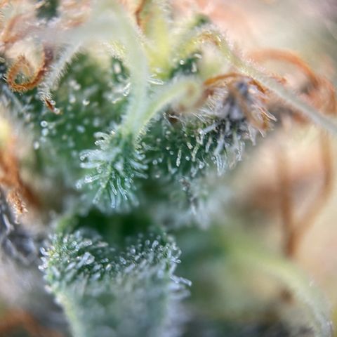 Critical Kush Photo Mainlining 1th Try growlog timeline photo
