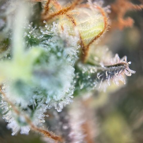 Critical Kush Photo Mainlining 1th Try growlog timeline photo