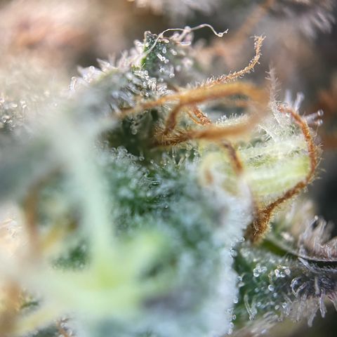 Critical Kush Photo Mainlining 1th Try growlog timeline photo