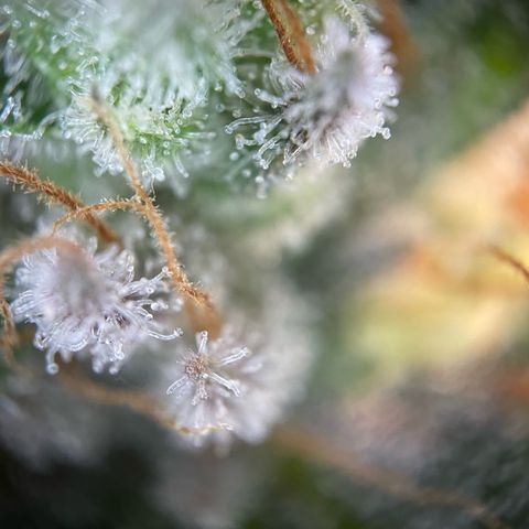 Critical Kush Photo Mainlining 1th Try growlog timeline photo