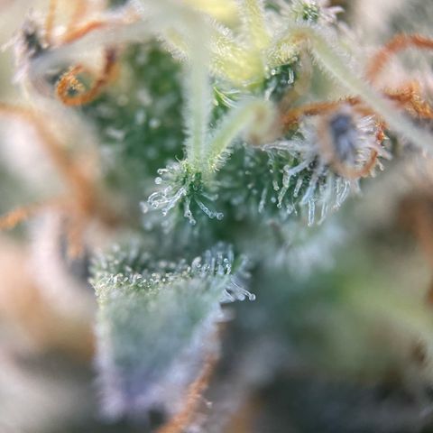 Critical Kush Photo Mainlining 1th Try growlog timeline photo