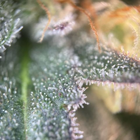 Critical Kush Photo Mainlining 1th Try growlog timeline photo