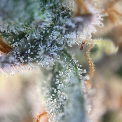Critical Kush Photo Mainlining 1th Try growlog timeline photo