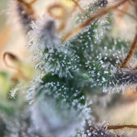 Critical Kush Photo Mainlining 1th Try growlog timeline photo