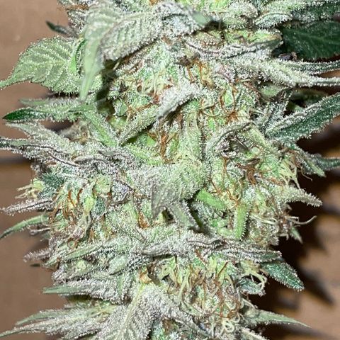 Critical Kush Photo Mainlining 1th Try growlog timeline photo