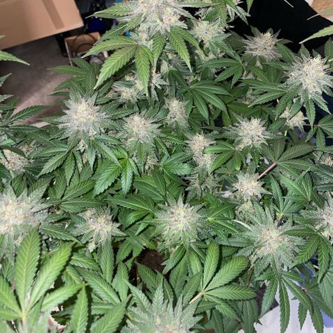 Critical Kush Photo Mainlining 1th Try growlog timeline photo